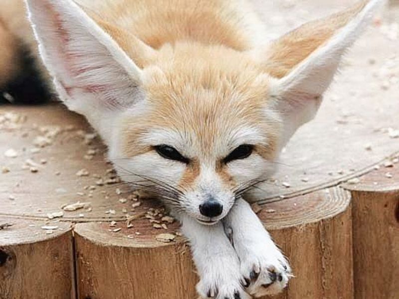 Fennec Fox: Desert Diva With Satellite Ears