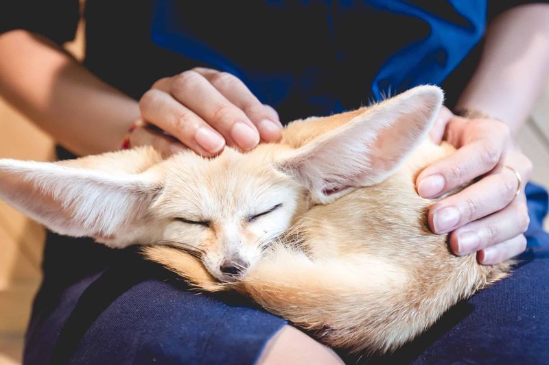 Fennec Foxes – Desert Sprites With Boundless Energy