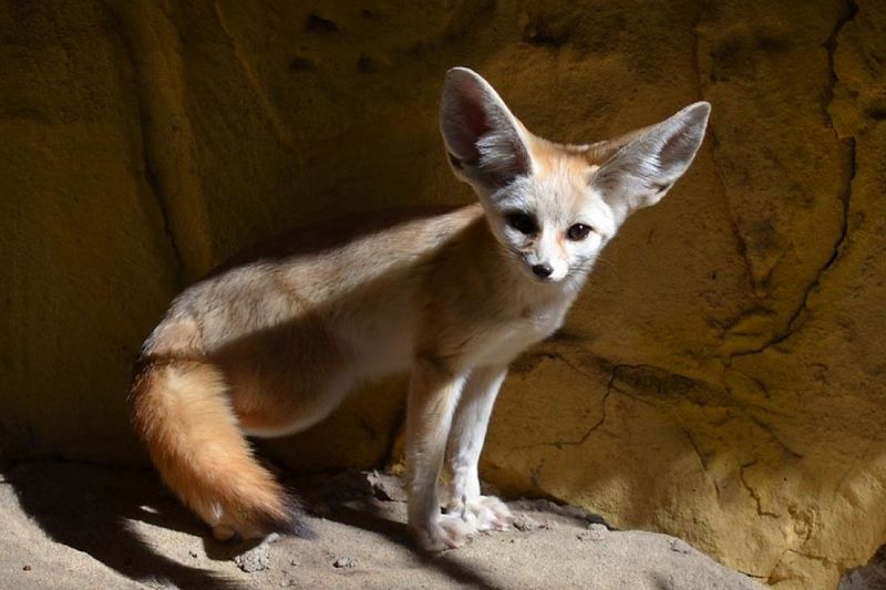Fennec Foxes: Desert Dwellers With Deluxe Demands