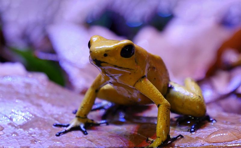 Golden Poison Frog
