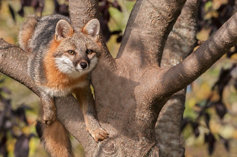 Gray Fox