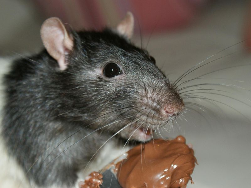 Chocolate Cravings Just Like Us