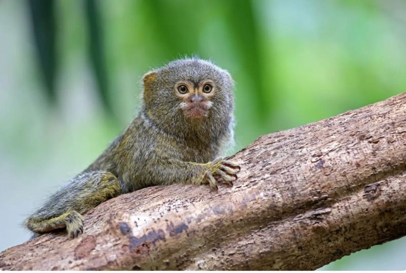 Pygmy Marmoset: Pocket-Sized Primates