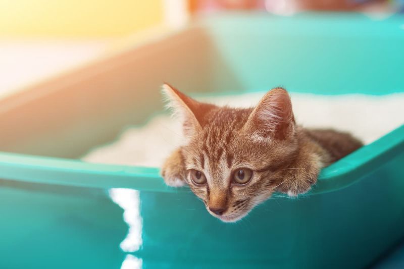 Litter Box Habits Reflect Emotional Health