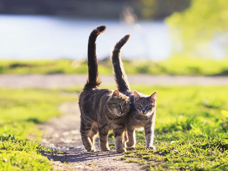 Greets You With Tail Held High