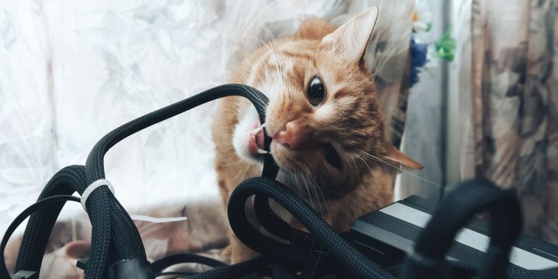 Chewing On Wires And Cords