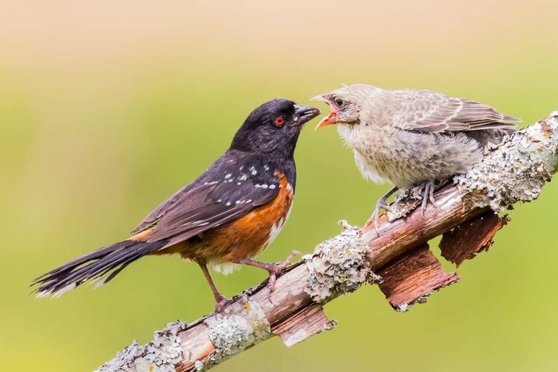 Maintain Distance From Fledglings