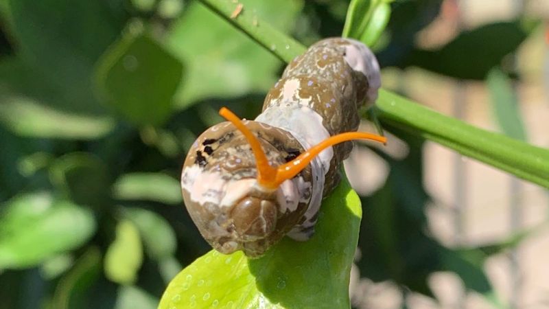 Caterpillar Disguise: The Bird Poop Masquerade