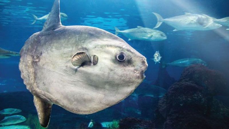 Have Some Of The Largest Fish Brains