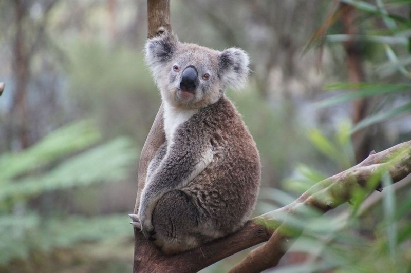 The Evolutionary Significance Of Koalas Having Fingerprints Like Ours
