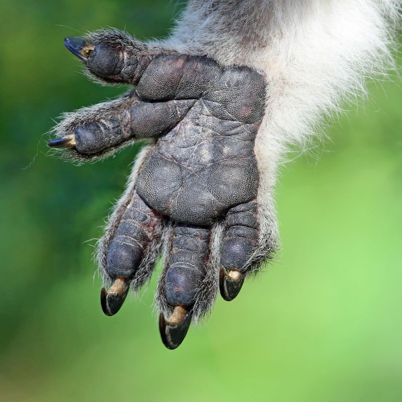 Why Koalas And Humans Share Nearly Identical Fingerprints