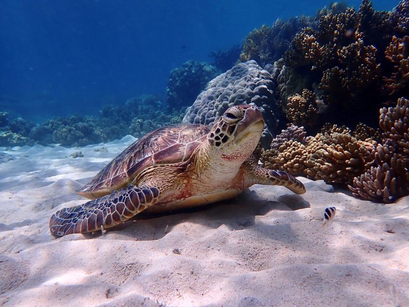 Green Sea Turtle
