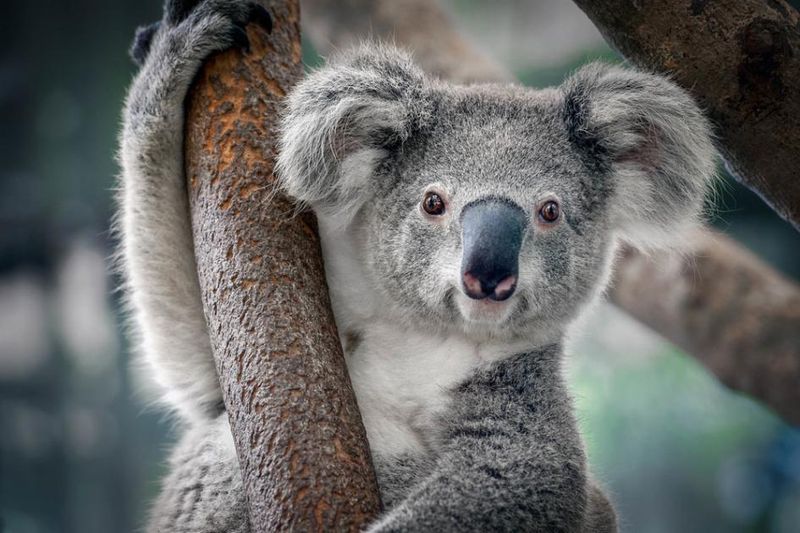 Koalas' Strong Memory