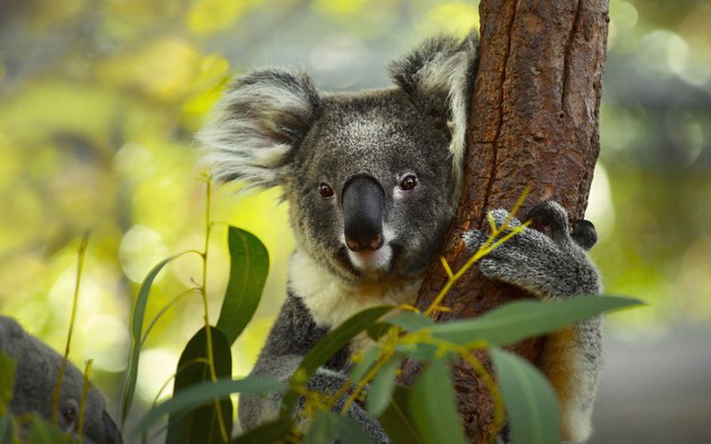Koalas' Nocturnal Habits
