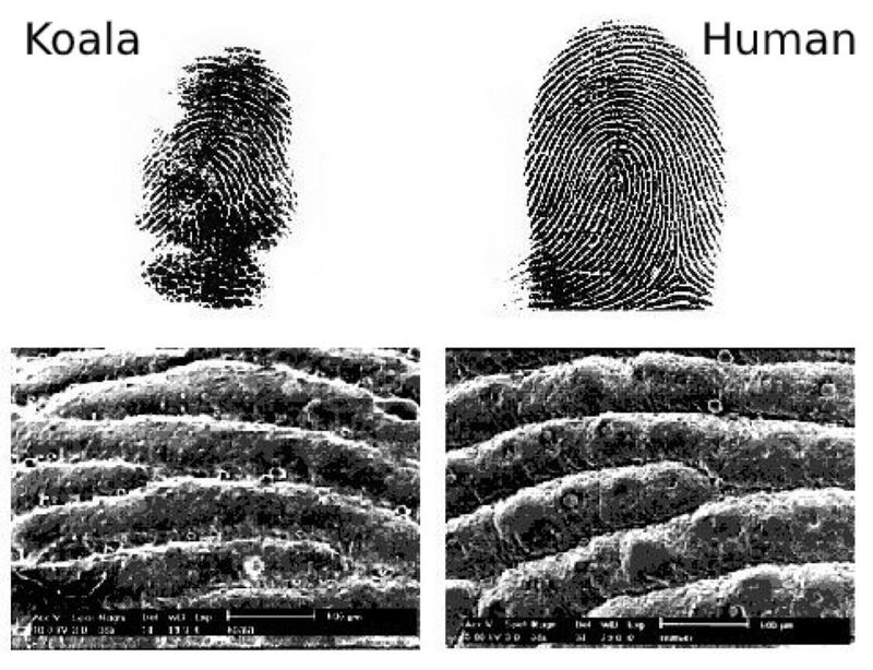 The Surprising Similarities Between Koala And Human Fingerprints