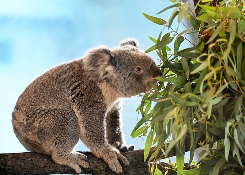 Koalas Drink A Lot Of Water
