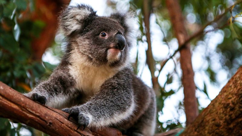Koalas Are Same As Bears