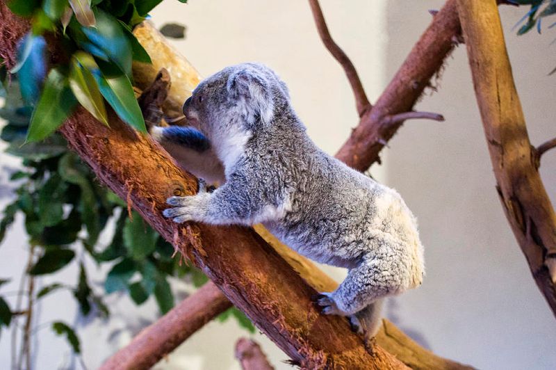 They Are Slow Climbers