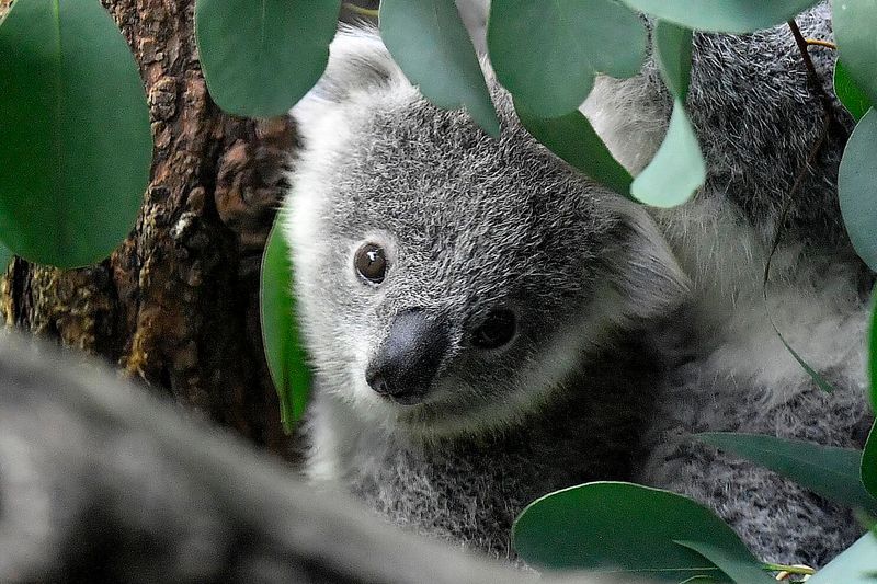 Koalas Can Be Domesticated