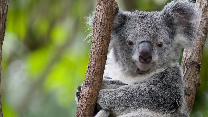 Koala Fingerprints: An Evolutionary Twist That Baffles Scientists