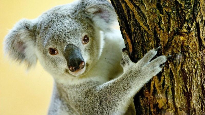 Koalas Communicate Through Sounds