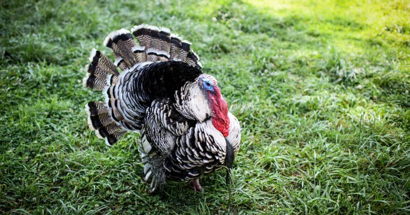Turkeys: Birds That Drown Looking Up