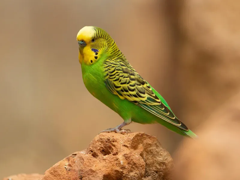 Budgerigars (Budgies)