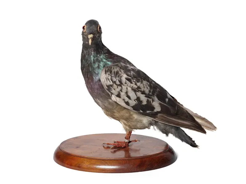 Cher Ami