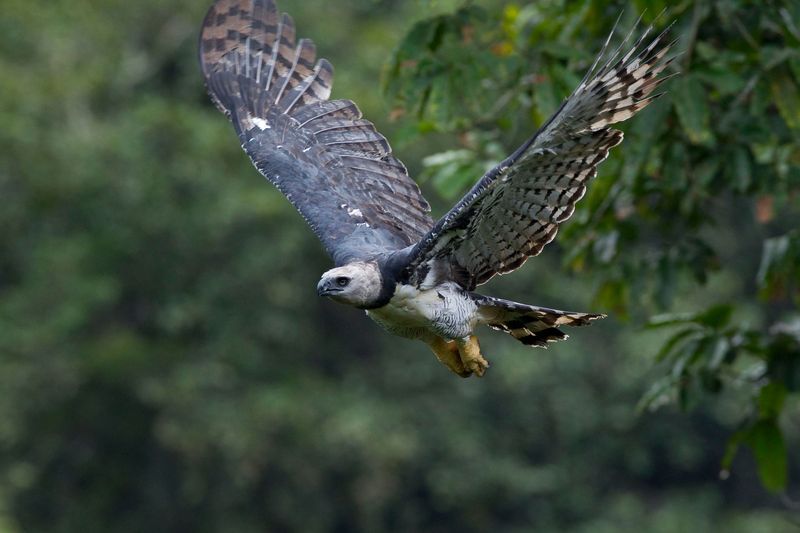 Harpy Eagle – The Jungle's Aerial Assassin