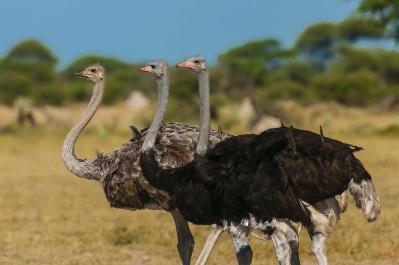 Ostrich
