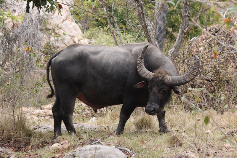Water Buffalo