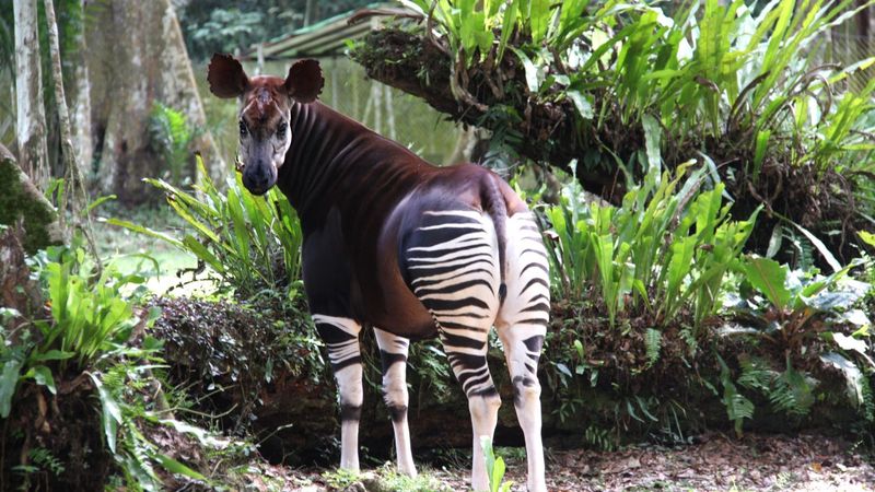 Okapi