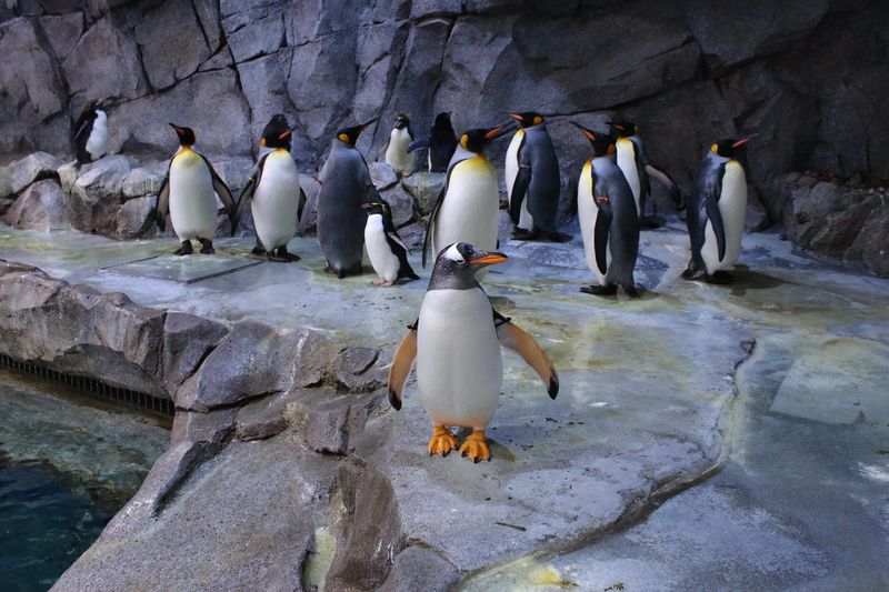 Penguins: Chilling Expenses
