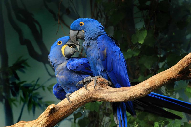 Hyacinth Macaws: The Sapphire Sky Kings