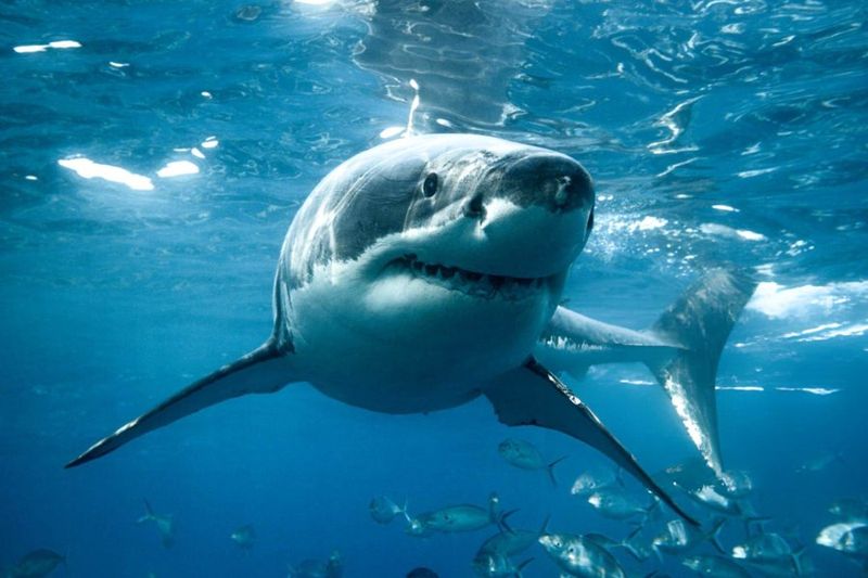 Great White Sharks With Acquired Tastes