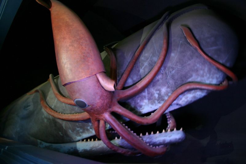 Sperm Whales vs. Giant Squid