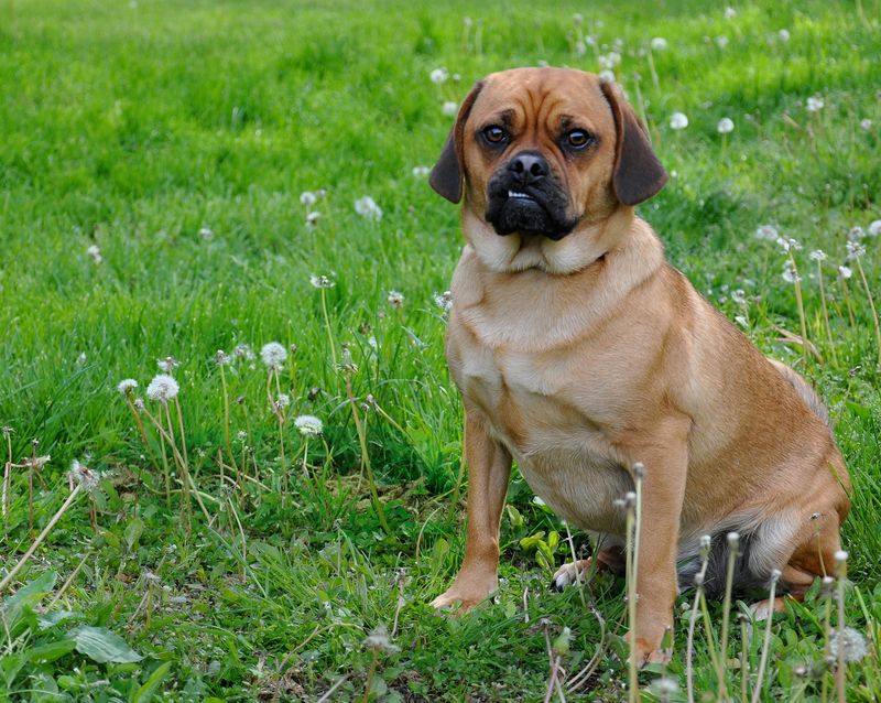 Puggle: The Frankenstein Experiment Gone Mainstream