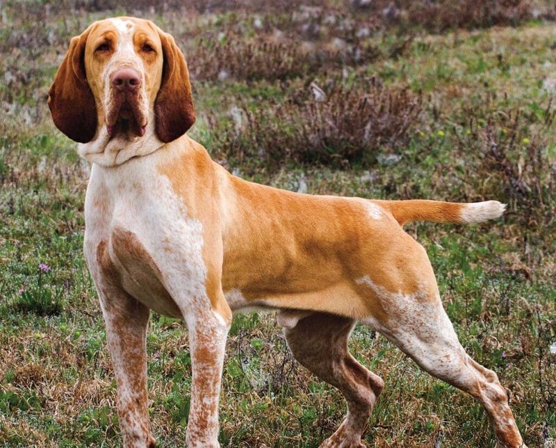 Bracco Italiano