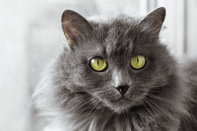 Nebelung: The Mystical Friend