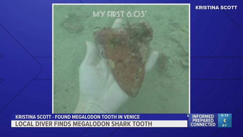 The Significance Of Finding A Megalodon Tooth In Venice, Florida