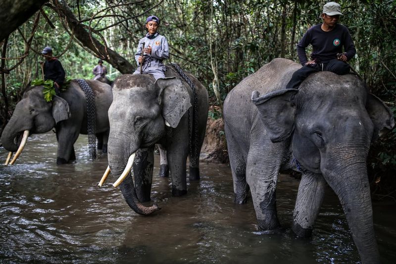 Way Kambas National Park, Indonesia
