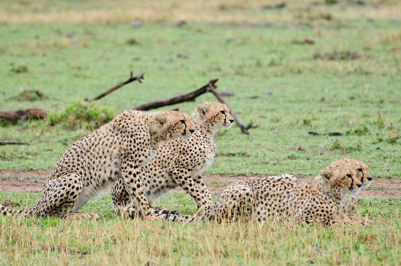 Mara Naboisho Conservancy, Kenya