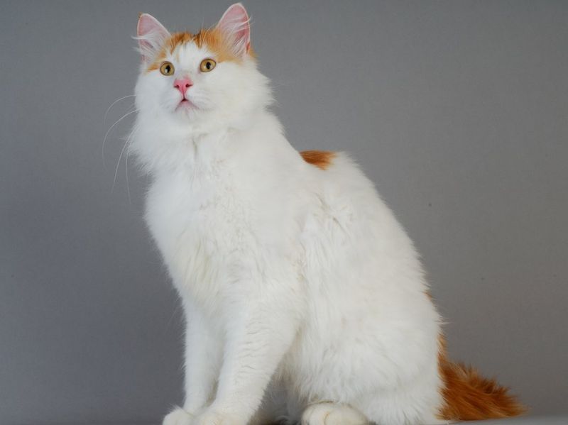 Turkish Van