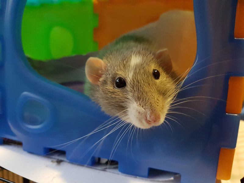 Exercise Extends Rat Years