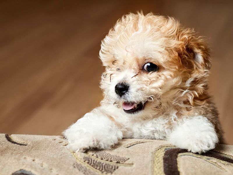 Maltipoo: The Professional Cuddler