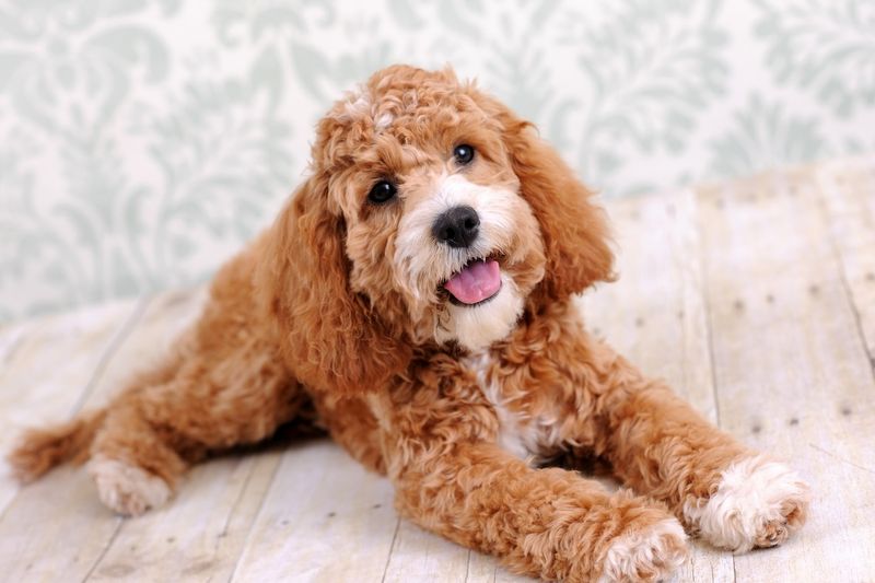 Cockapoo: The Eternal Puppy