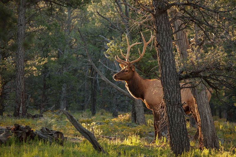 Merriam's Elk: Lost Giant Of The Southwest
