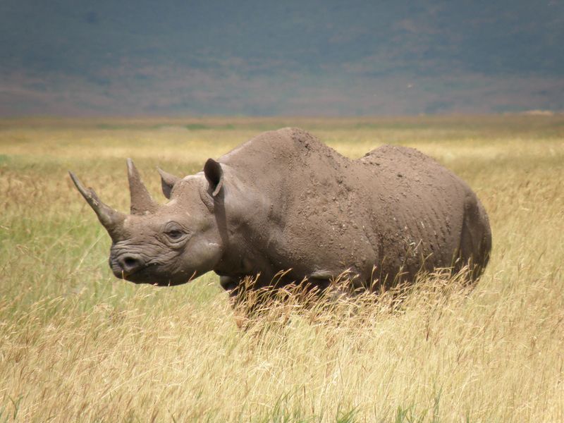 Western Black Rhinoceros