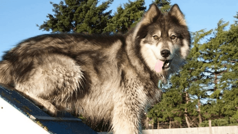 Mackenzie River Husky