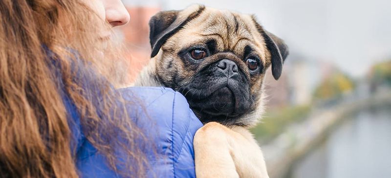 Pug